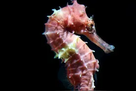 雄性海马竟然可以怀孕生子？它又是怎么生子呢？图片