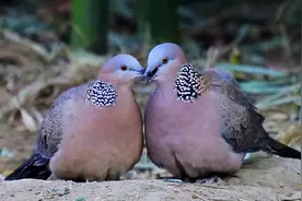 斑鸠的巢穴有多简陋？随便搭俩树枝就去产蛋了图片