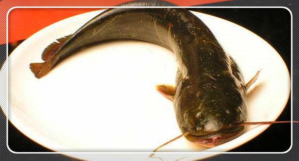 无鳞鱼有哪些 无鳞鱼有哪些品种_品学知识网