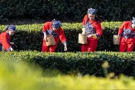 采茶姑娘呢？图片