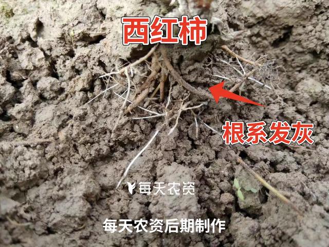 一招教你如何辨别好根、坏根，秒变“识根专家”
