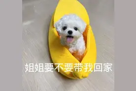 表情包｜姐姐要不要带我回家图片