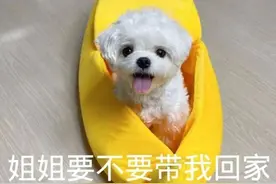 表情包｜姐姐要不要带我回家图片