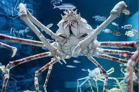 全球最大的螃蟹：长4米可以活100年，鲨鱼都不是其对手图片