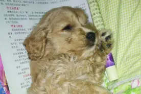 狗狗细小初期的症状和诊断方法图片