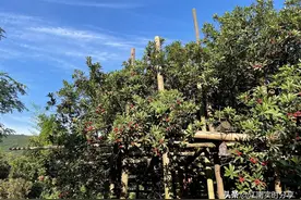 六月无锡旅行，不可错过的鲜果采摘之旅图片