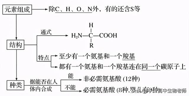 高中生物 重点知识梳理 蛋白质结构和功能