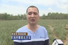 北京藏着一家道地中草药基地，为卖而种保质限量，农户放弃老玉米图片