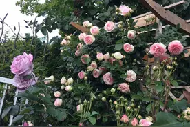 8旬老人寂寞   街头遛鸭为乐图片