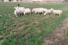 农村养羊户说：现在的羊皮白送都没人要，这是不是真的？图片