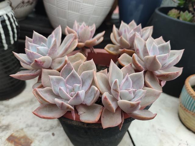 好看又好养的的多肉之初恋