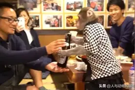 人类训练猴子干活对其来说是好是坏？图片