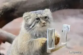 ​战力爆棚，有“猫中吕布“之称的兔狲，为啥没成为萌宠？3个原因图片