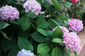 5种花是个“水罐子”，天热缺水就枯萎，盆土见马上浇图片