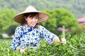 97岁泉城老茶人讲述济南茉莉花茶的传奇故事（下）图片