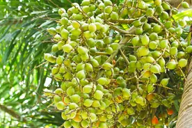 槟榔：多国禁食的一级致癌物，国内6000万人上瘾，该不该禁？图片