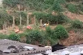 云南一野鸡找家鸡求偶，母鸡高傲不理被霸道拦下，网友：先谈彩礼图片