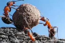 蚂蚁没有大脑，生活在二维空间，它们真的看不见人类吗？图片