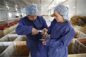 竹鼠：禁令下的人工养殖图片