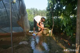 是蔬菜也是中药材，亩效益15000元，农村丝瓜即将成为热门作物图片