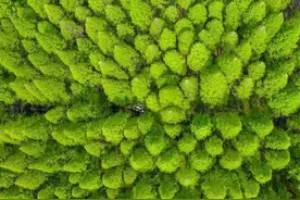 新一轮退耕还林补助来了！补贴标准都在这儿图片