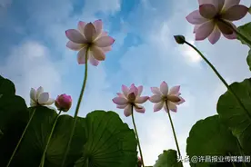 他，荣获许昌“赏荷杯”摄影大赛第一名图片