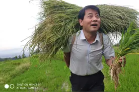 翠草碧叶纯天然富硒有机大米｜人终生都需要补硒它的功效不容小觑图片