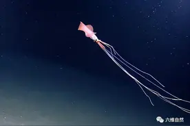 墨西哥湾发现一只深海大鱿鱼，触手几米长，目击记录次数约为12次图片