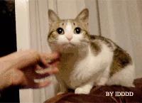 DNF：没想到居然还有这样的历史！隐藏的故事