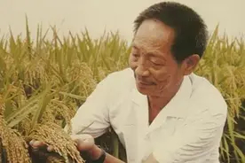 中华拓荒人——袁隆平 禾下乘凉梦 不悔是初心，国士无双 袁老千古图片