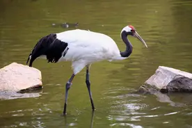 美国的国鸟是鹰，智利的国鸟是神鹫，此物种错失我“国鸟”称号图片