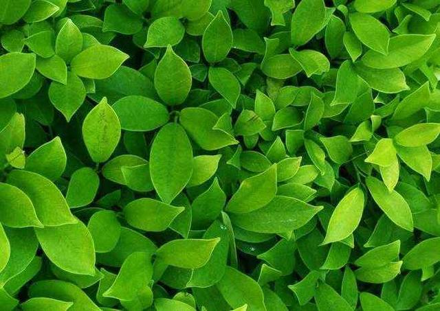 中考生物知识点记忆口诀（一）