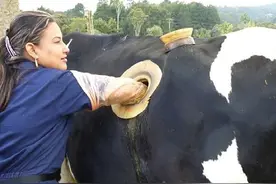 在牛身上开洞，还经常伸手进去掏？人类为何要这样做？牛不痛吗？图片