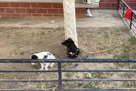 顺义区西辛小区两条狗被栓无人问津？居民报警了图片