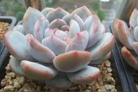 厌烦了一株多肉一个盆，就这样拼盘养殖，好看、上档次、美如画图片