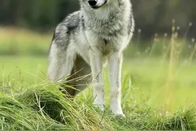 民间故事:老猎人放母狼一命后狼报恩的事感动年轻儿子赡养老人图片