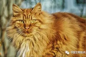 又有重大发现：猫可以传播新冠病毒，而且无症状，不致命图片