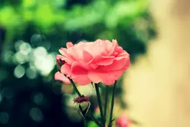 男人生命里有两个女人，一个在心里想念，一个睡在枕边图片