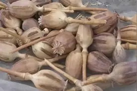 7144株罂粟种在自家梨园内，云南一男子被公诉图片