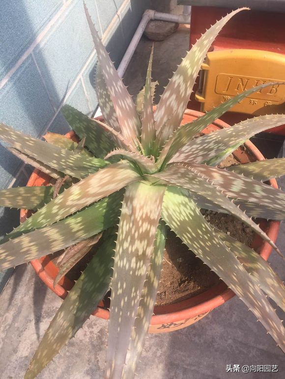 芦荟怎么怎养？芦荟养护大全，一年爆窜1米高，生出40多盆小崽子