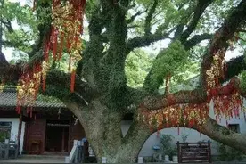 中国非常珍贵的一棵树在浙江，每天都有专人看守，全球仅此一棵图片