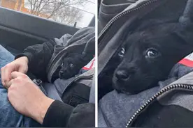 20张证明「毛孩是前世情人」的温馨照图片