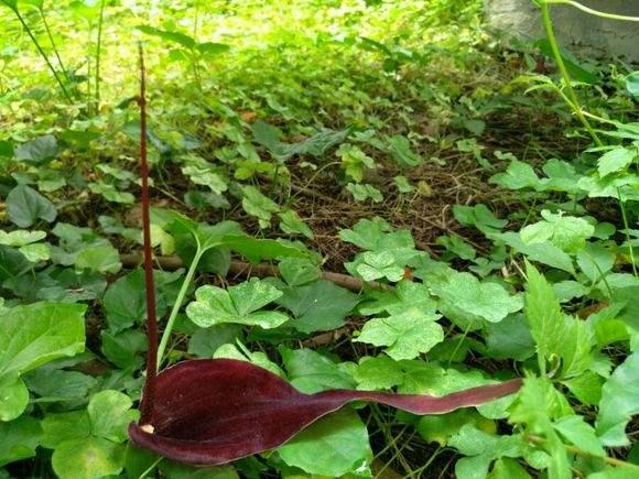 农村叫它"耗子尾巴",有毒,竟是解毒消肿的"特效药"