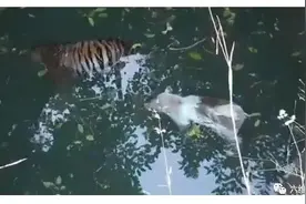 印废井发现一头老虎和野猪，但已失去生命，可能追捕过程同时坠井图片