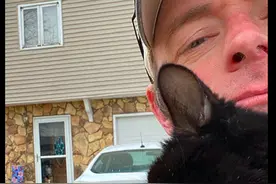 主人当着狗的面撸邻居家的猫，它们都石化了：考虑过我的感受吗图片