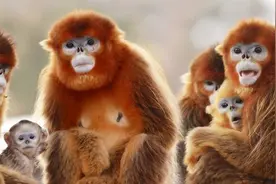 古人为何都认为：人类的祖先是猴子？看神话中的人类起源就知道了图片