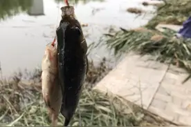 上午有事没去钓鱼，中午出去钓了一会图片