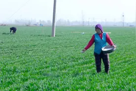 同样是尿素，带颜色的和白粒尿素有什么区别？图片