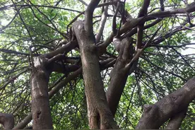 3种会开白色花的品种，很多人格外喜欢，放在家里典雅素净图片