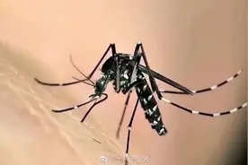 花蚊子来到中国不到50年，但人们已无法乘凉，它是何方神圣图片